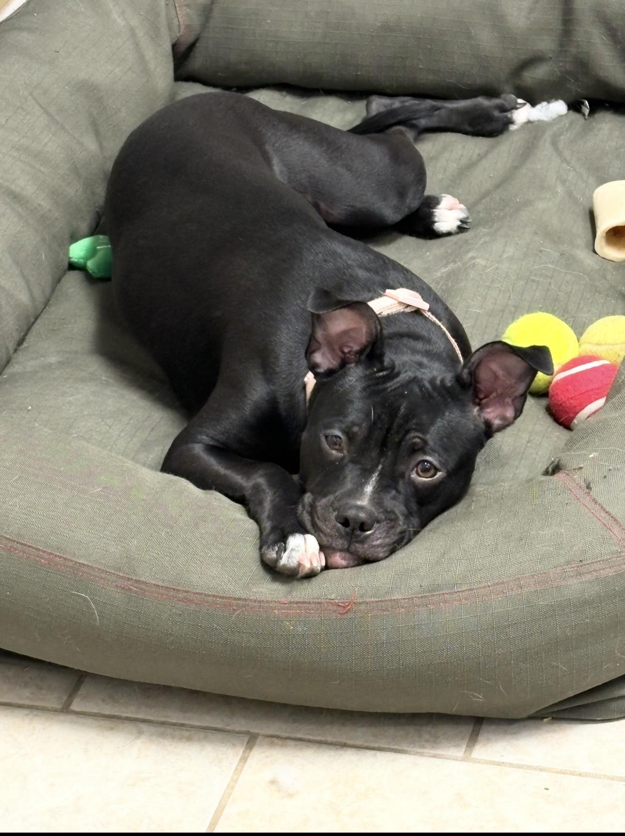 Enlarge Princess, an adopted Pit Bull Terrier in Vernon, NJ image 1/1