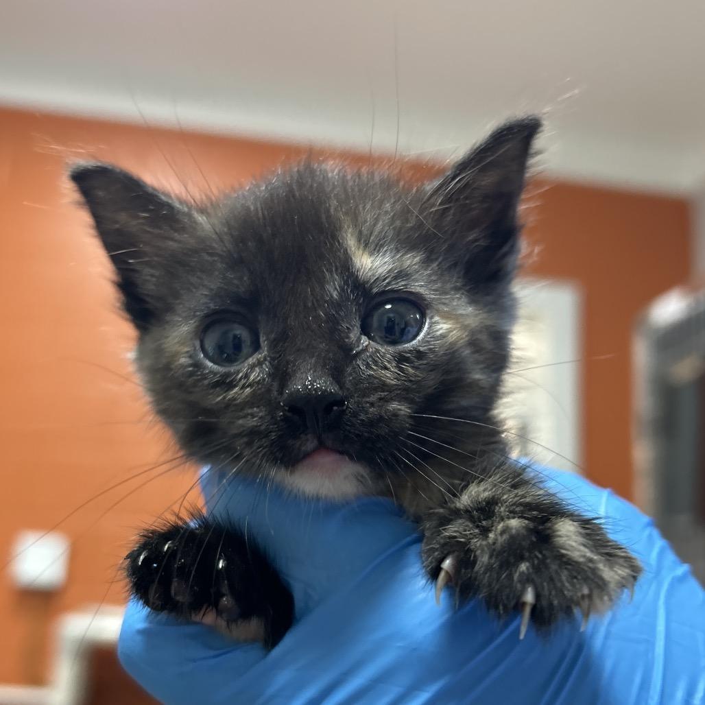 Enlarge Persimmon, a Adoptable Domestic Short Hair in Pensacola, FL image 1/1
