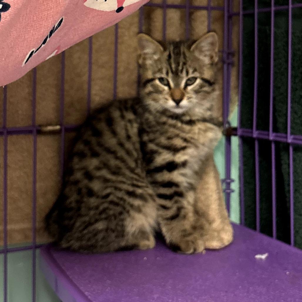 Esther , adopted, Kitten Female Domestic Short Hair.