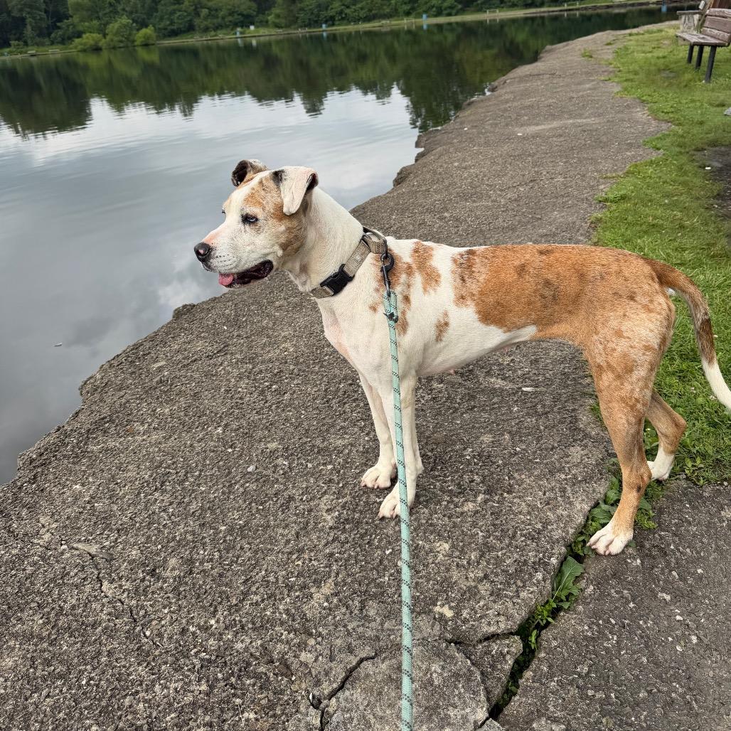 Enlarge Penny, a Adoptable mixed breed in Uniontown, PA image 2/6