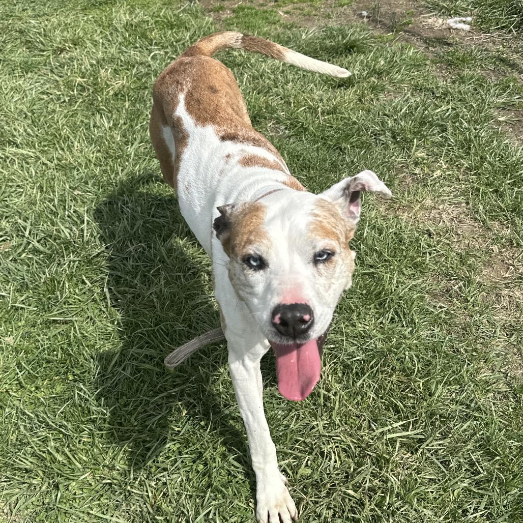 Enlarge Penny, a Adoptable mixed breed in Uniontown, PA image 5/6