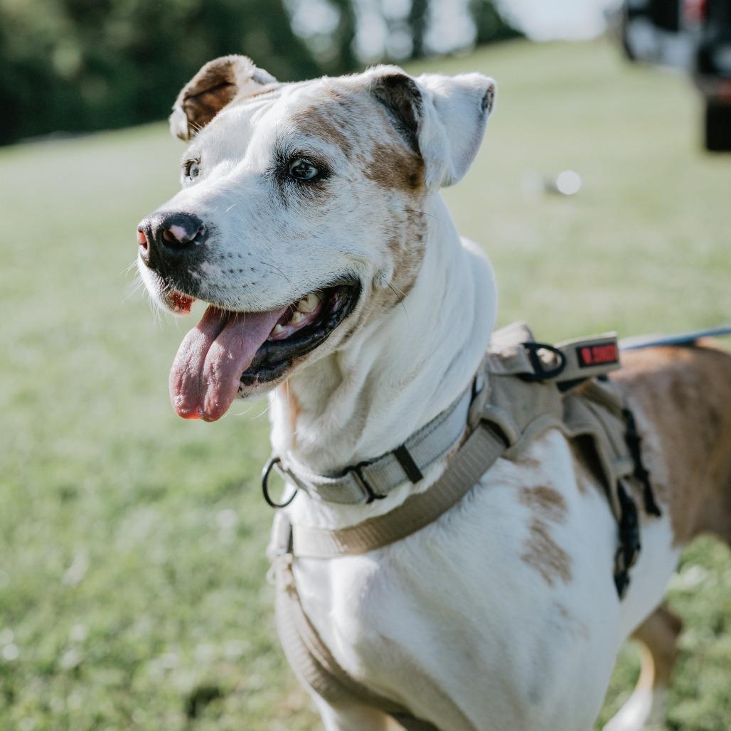 Penny, a Adoptable mixed breed in Uniontown, PA image 4/6