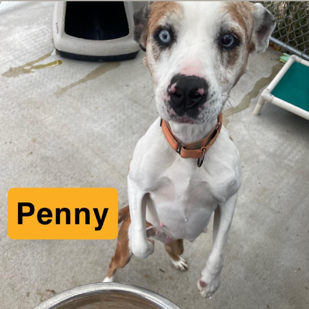 Penny, a Adoptable mixed breed in Uniontown, PA image 6/6