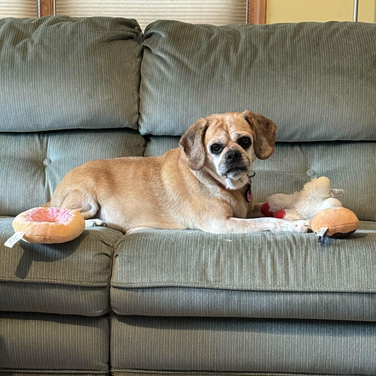 Enlarge Dolly, a ADOPTABLE Puggle in Stamford, CT image 5/6