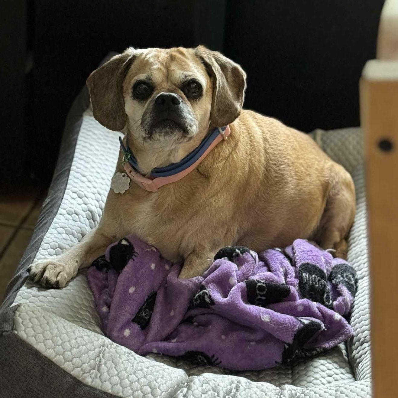 Enlarge Dolly, a ADOPTABLE Puggle in Stamford, CT image 2/6