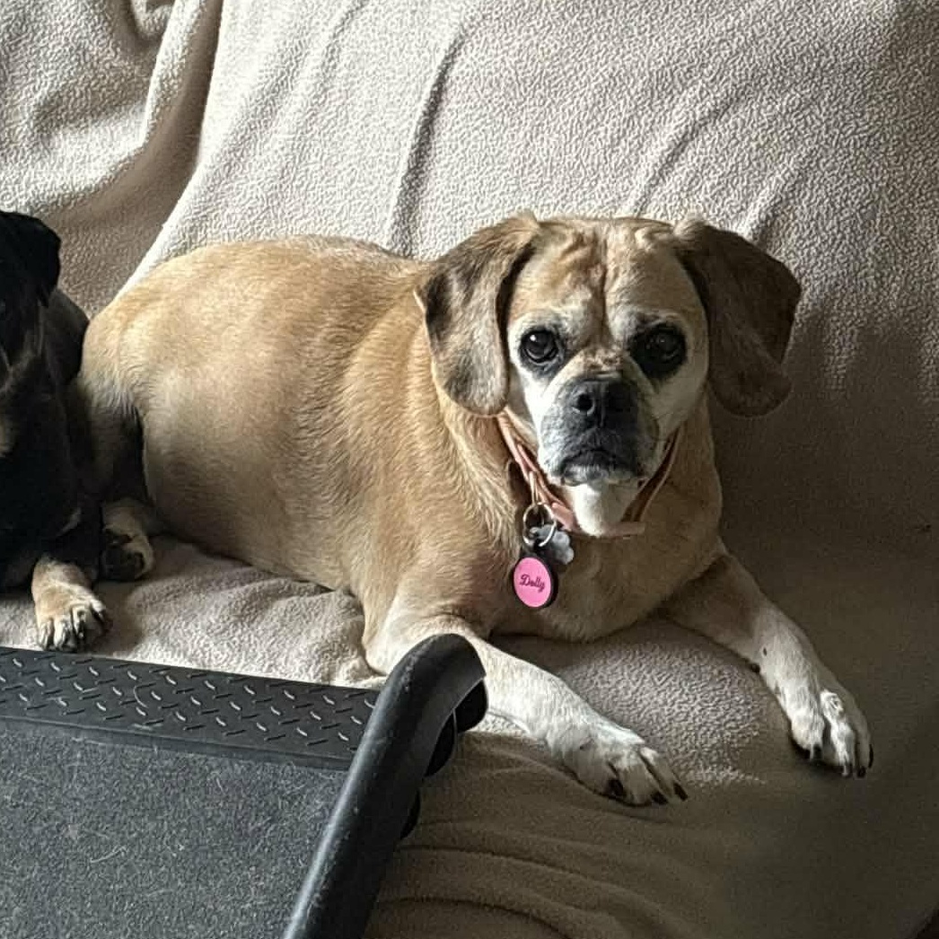 Enlarge Dolly, a ADOPTABLE Puggle in Stamford, CT image 4/6