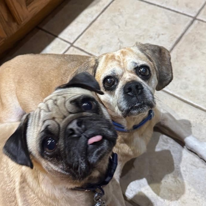 Enlarge Dolly, a ADOPTABLE Puggle in Stamford, CT image 3/6