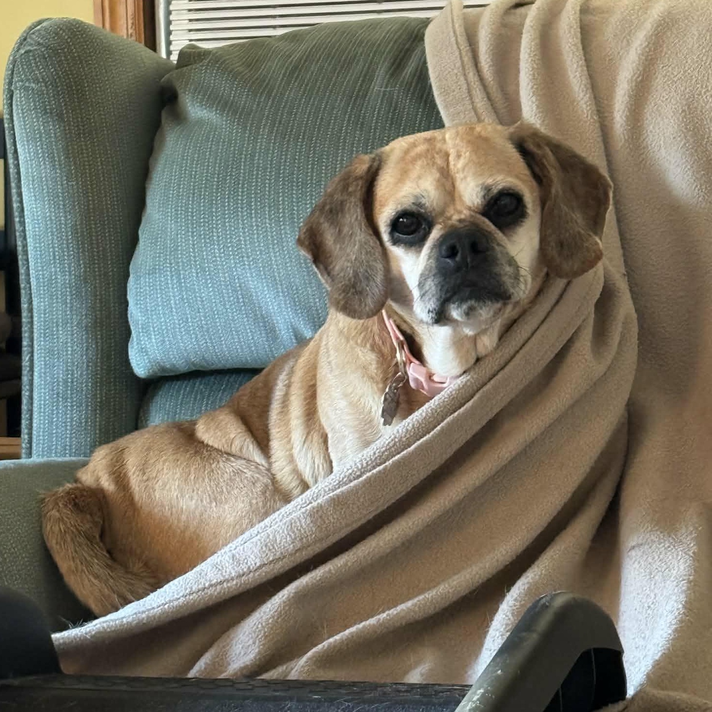 Dolly, ADOPTABLE, Adult Female Puggle.