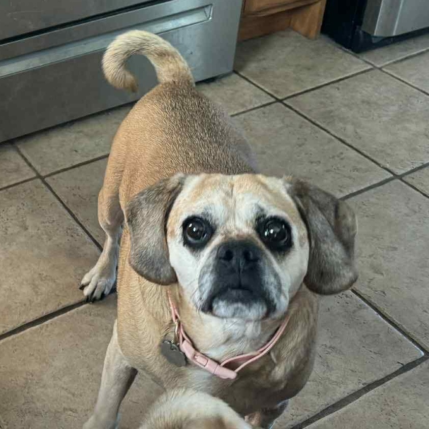 Enlarge Dolly, a ADOPTABLE Puggle in Stamford, CT image 6/6