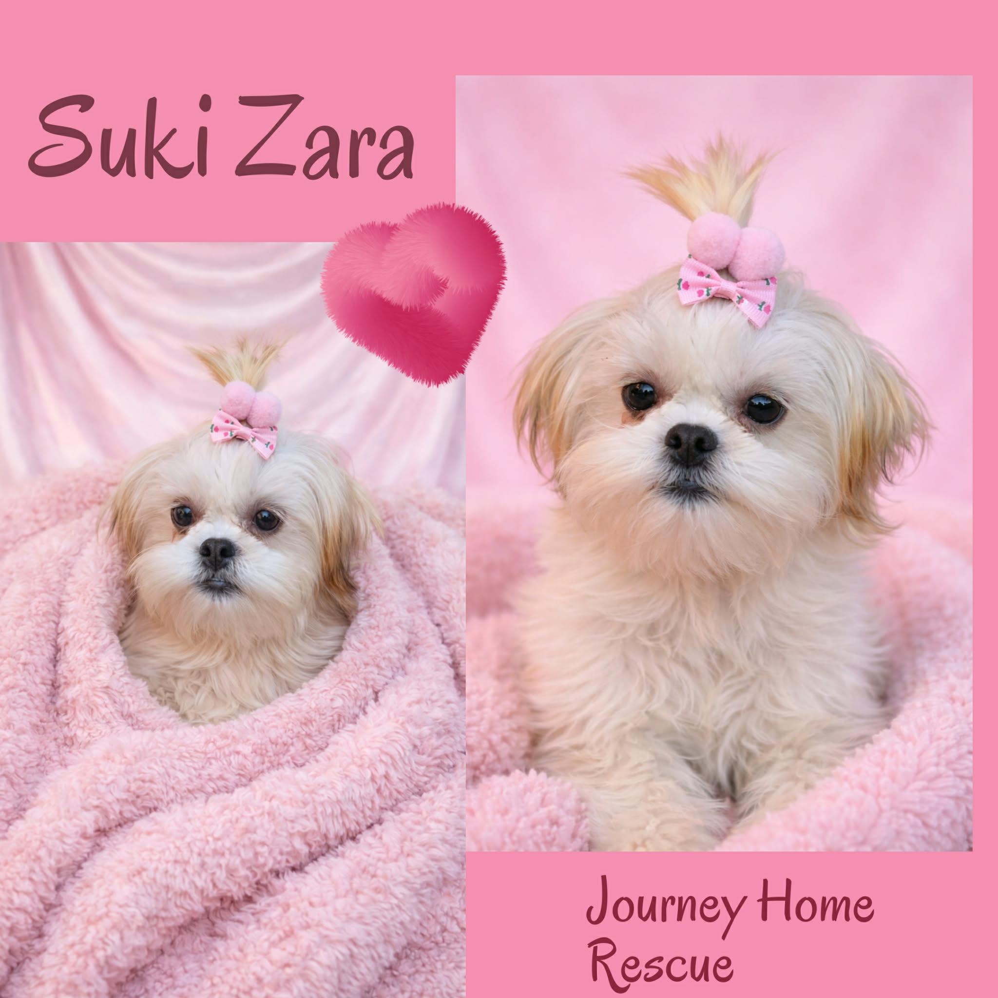 Suki Zara, adopted, Young Female Shih Tzu.