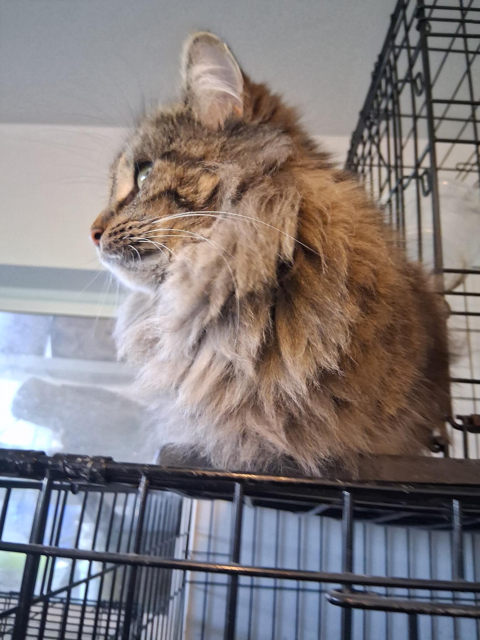 Enlarge Tina Turner, a Adoptable Domestic Long Hair in Montgomery, IL image 1/2