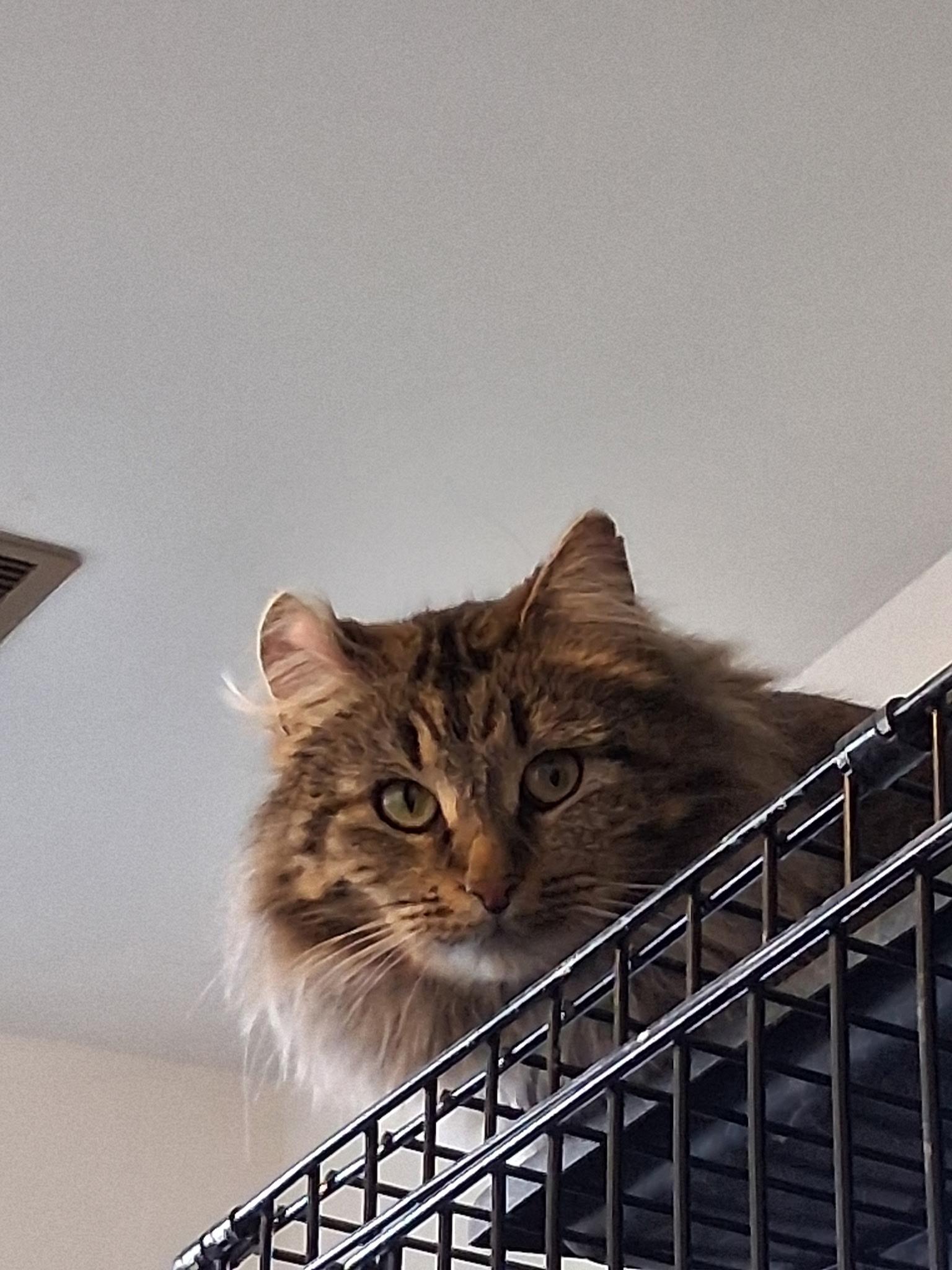 Enlarge Tina Turner, a Adoptable Domestic Long Hair in Montgomery, IL image 2/2