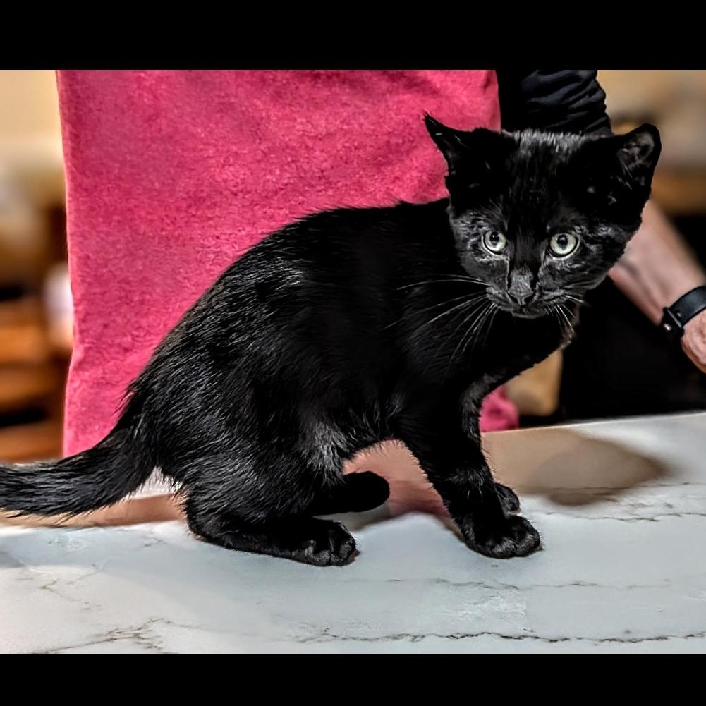 Gigi, ADOPTABLE, Kitten Female American Shorthair.