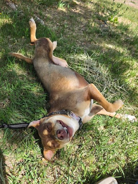 Enlarge Tori, a Adopted mixed breed in Riverton, WY image 1/3