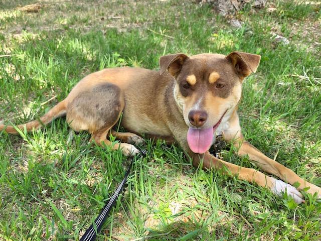 Enlarge Tori, a Adopted mixed breed in Riverton, WY image 2/3