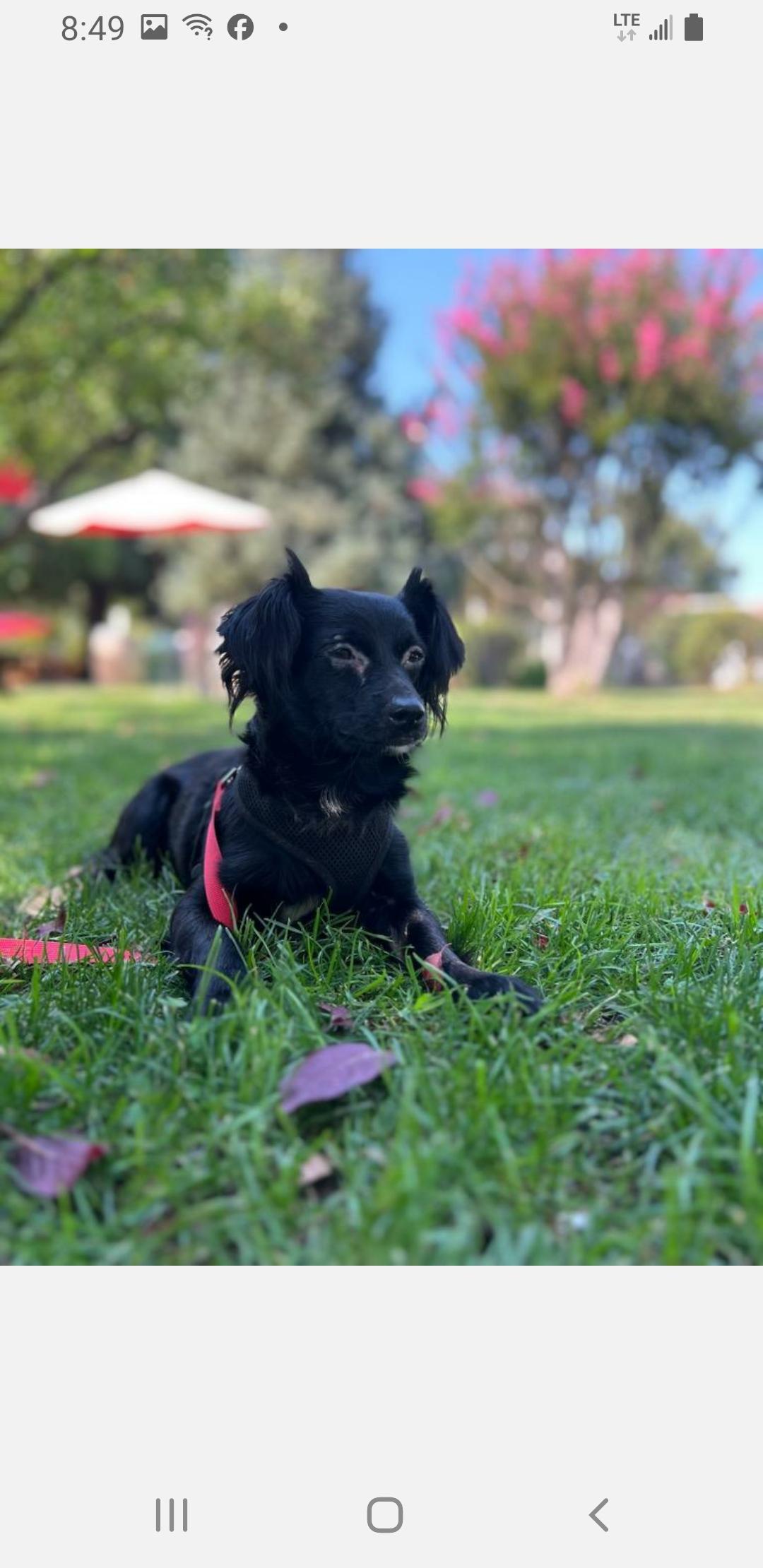 Enlarge We go, a Adoptable Terrier in Murphys, CA image 1/3