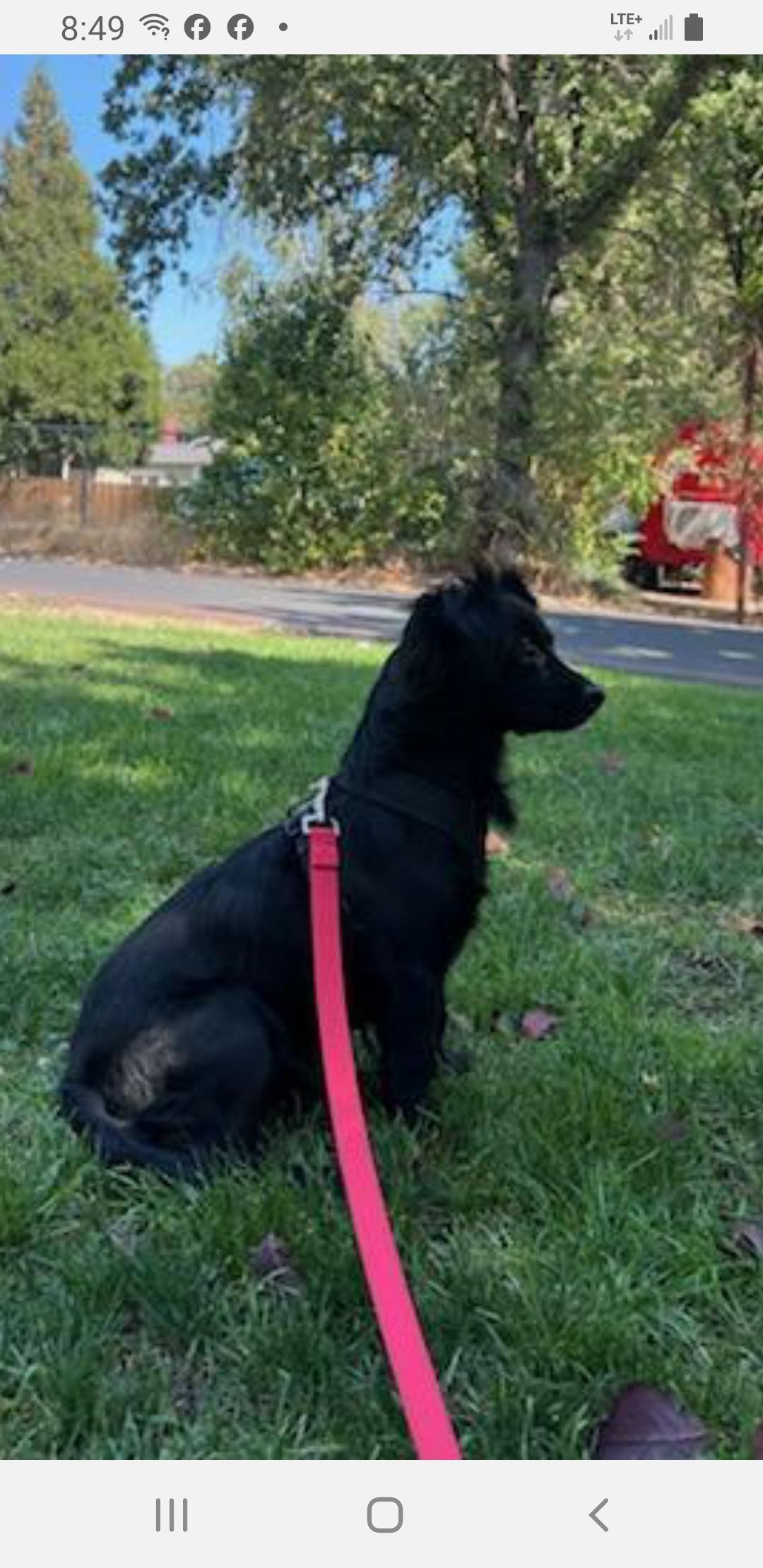 Enlarge We go, a Adoptable Terrier in Murphys, CA image 2/3