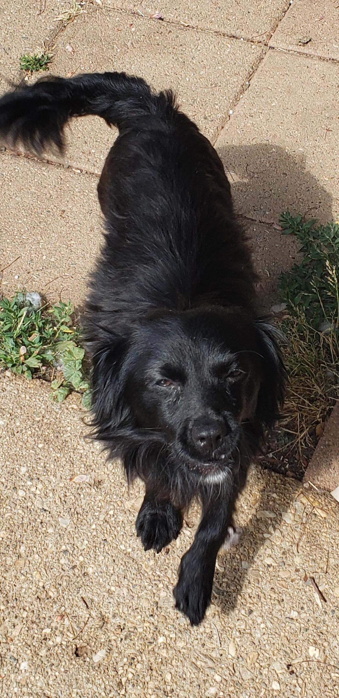 Enlarge We go, a Adoptable Terrier in Murphys, CA image 3/3