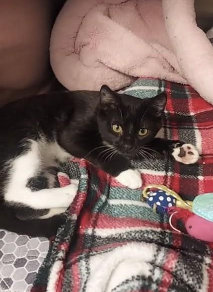 Rylee, a Adoptable Domestic Short Hair in Libby, MT image 1/2