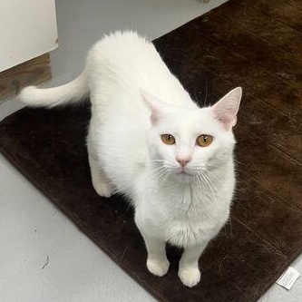 Nieve, Adoptable, Adult Female Domestic Short Hair.