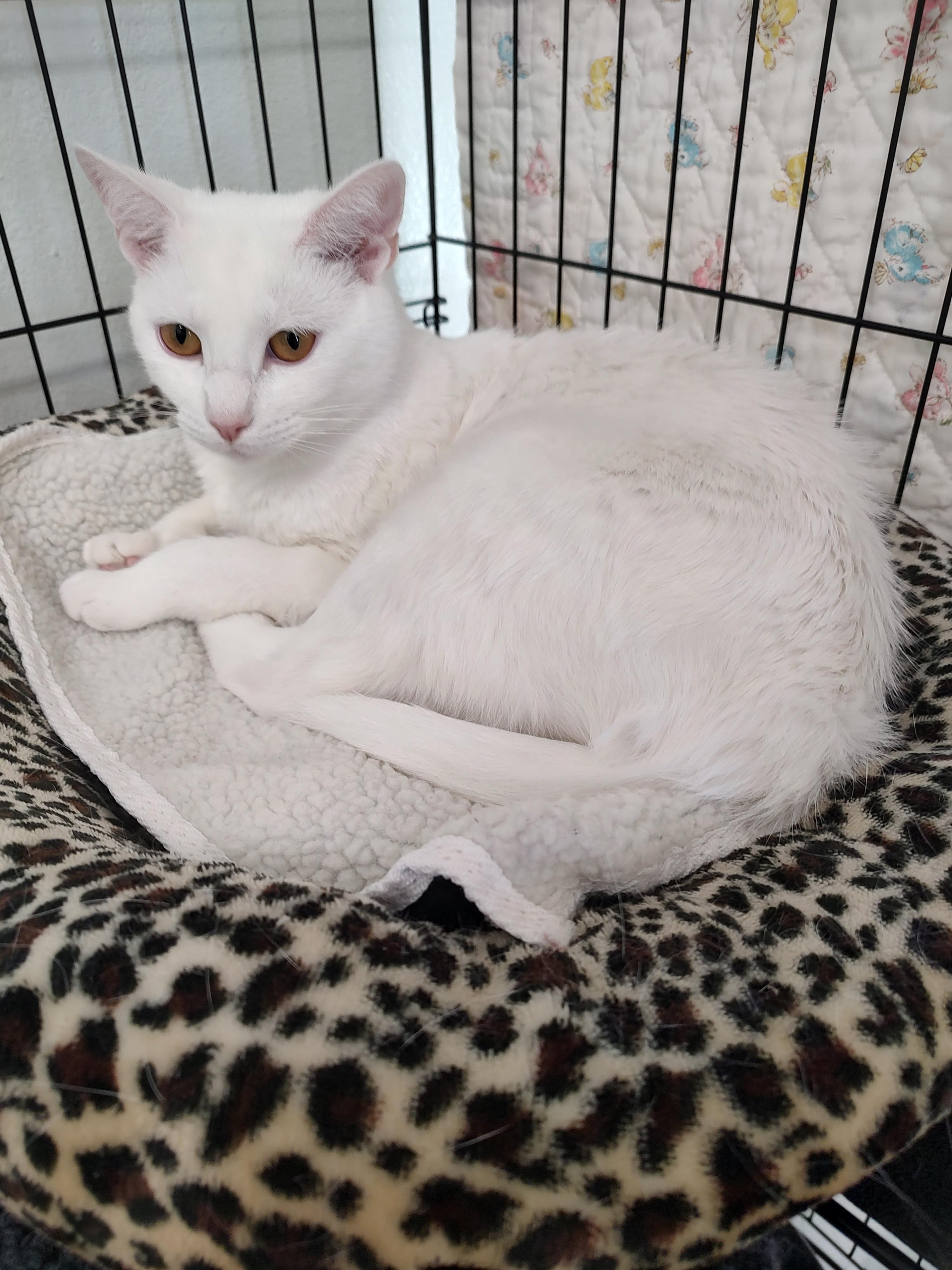 Nieve, a Adoptable Domestic Short Hair in Driggs, ID image 1/5