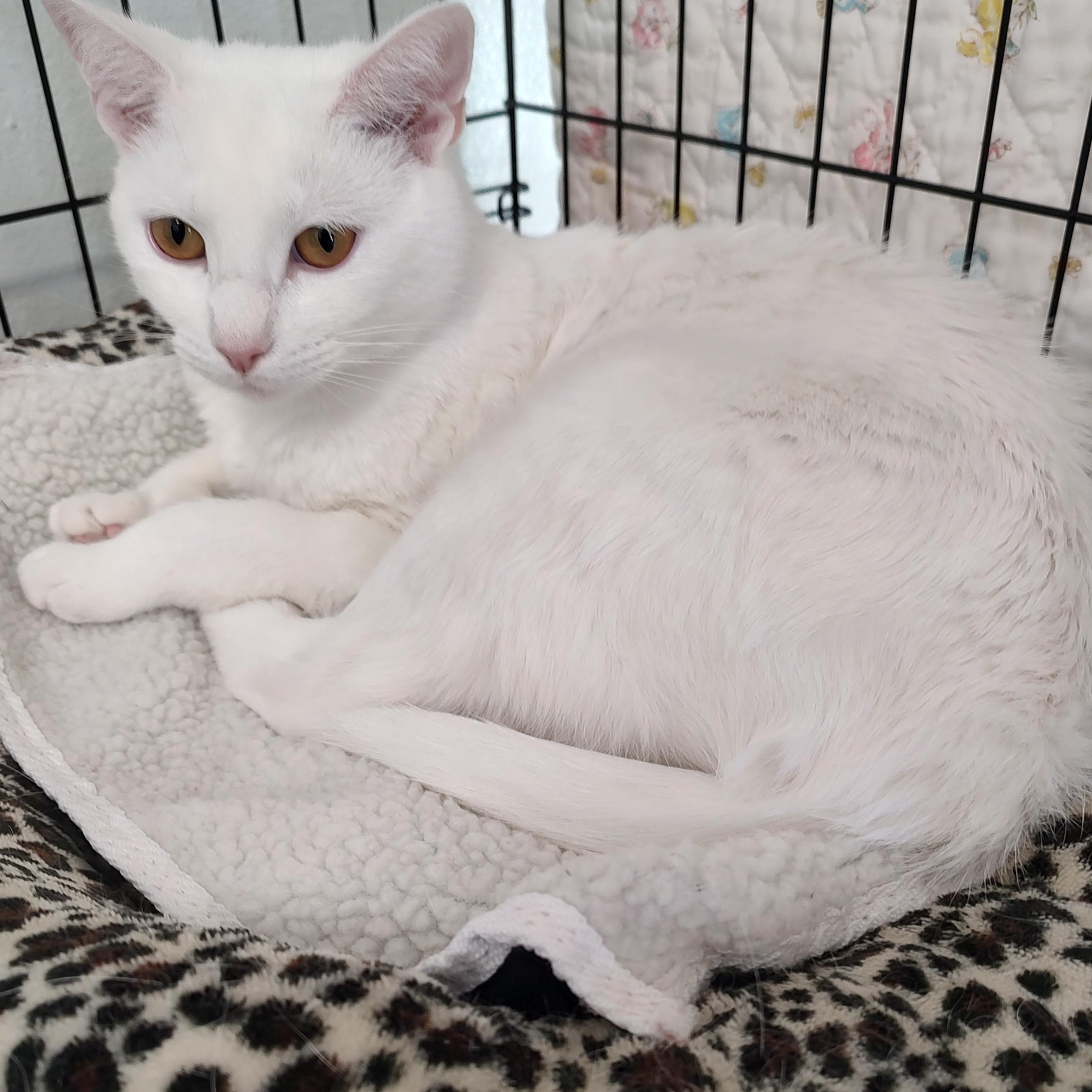 Enlarge Nieve, a Adoptable Domestic Short Hair in Driggs, ID image 1/5