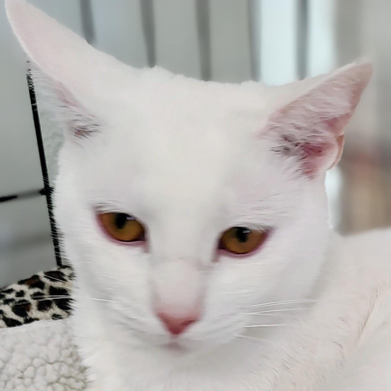 Nieve, a Adoptable Domestic Short Hair in Driggs, ID image 2/5