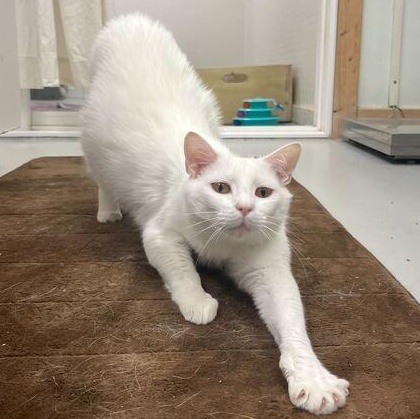 Nieve, a Adoptable Domestic Short Hair in Driggs, ID image 4/5