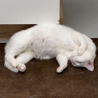 Nieve, a Adoptable Domestic Short Hair in Driggs, ID image 5/5