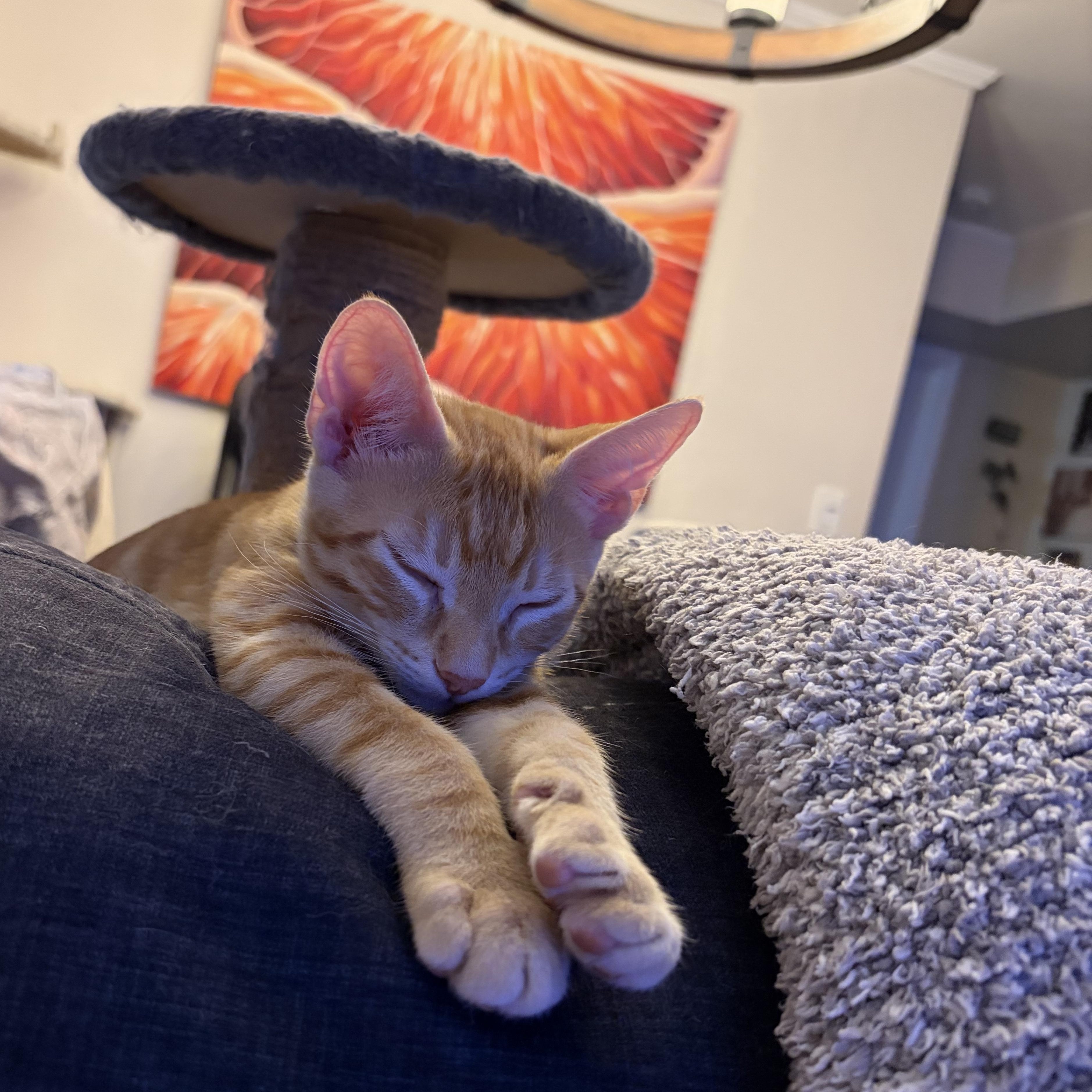 Enlarge Goose (ao), a Adopted Domestic Short Hair in Los Angeles, CA image 1/6