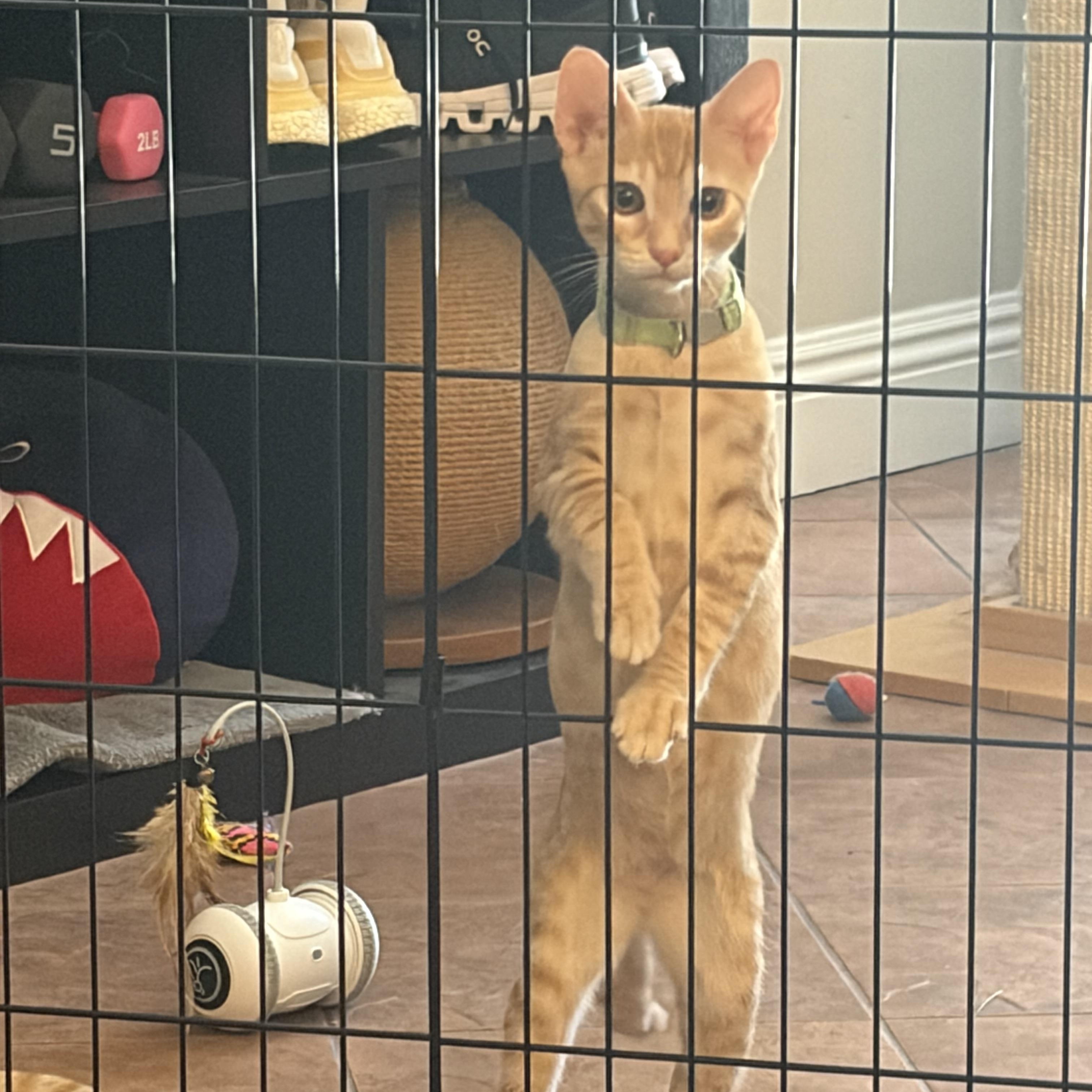 Enlarge Goose (ao), a Adopted Domestic Short Hair in Los Angeles, CA image 2/6