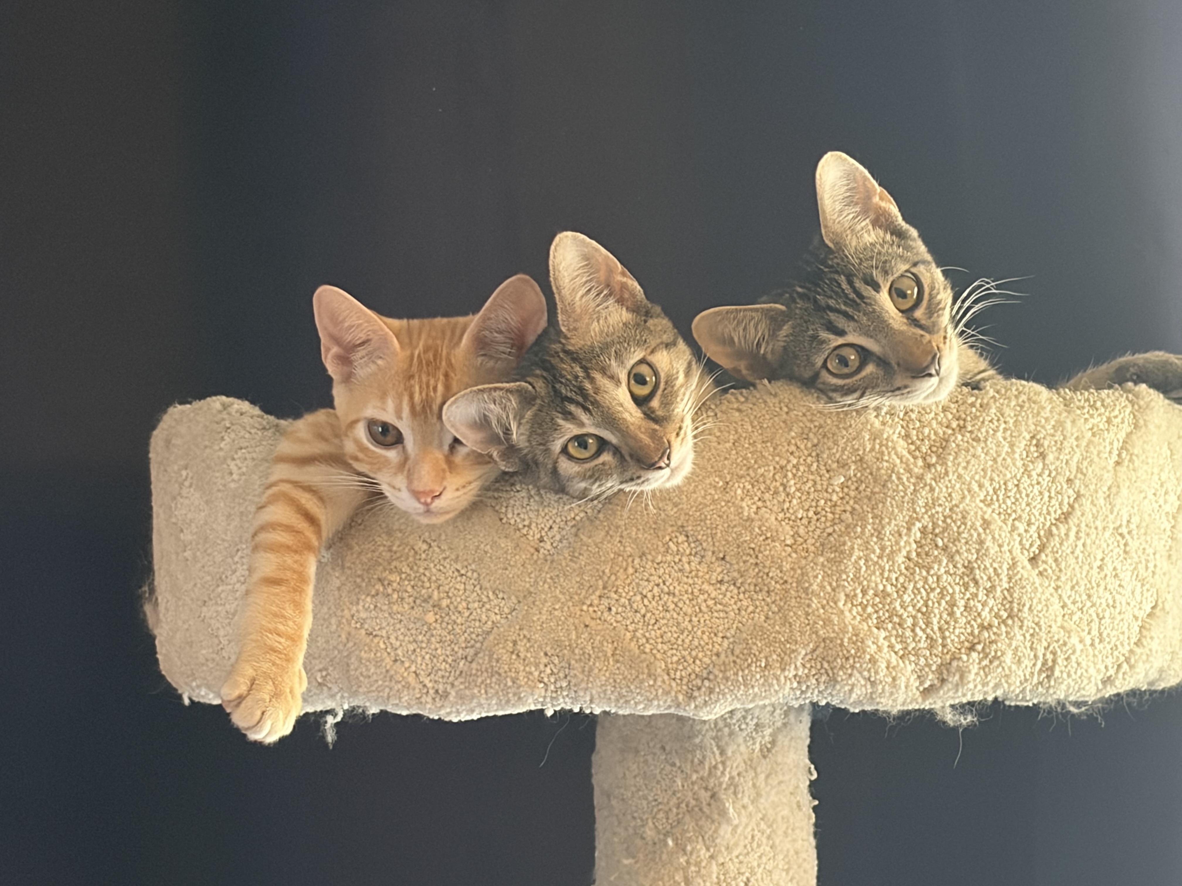 Enlarge Goose (ao), a Adopted Domestic Short Hair in Los Angeles, CA image 5/6