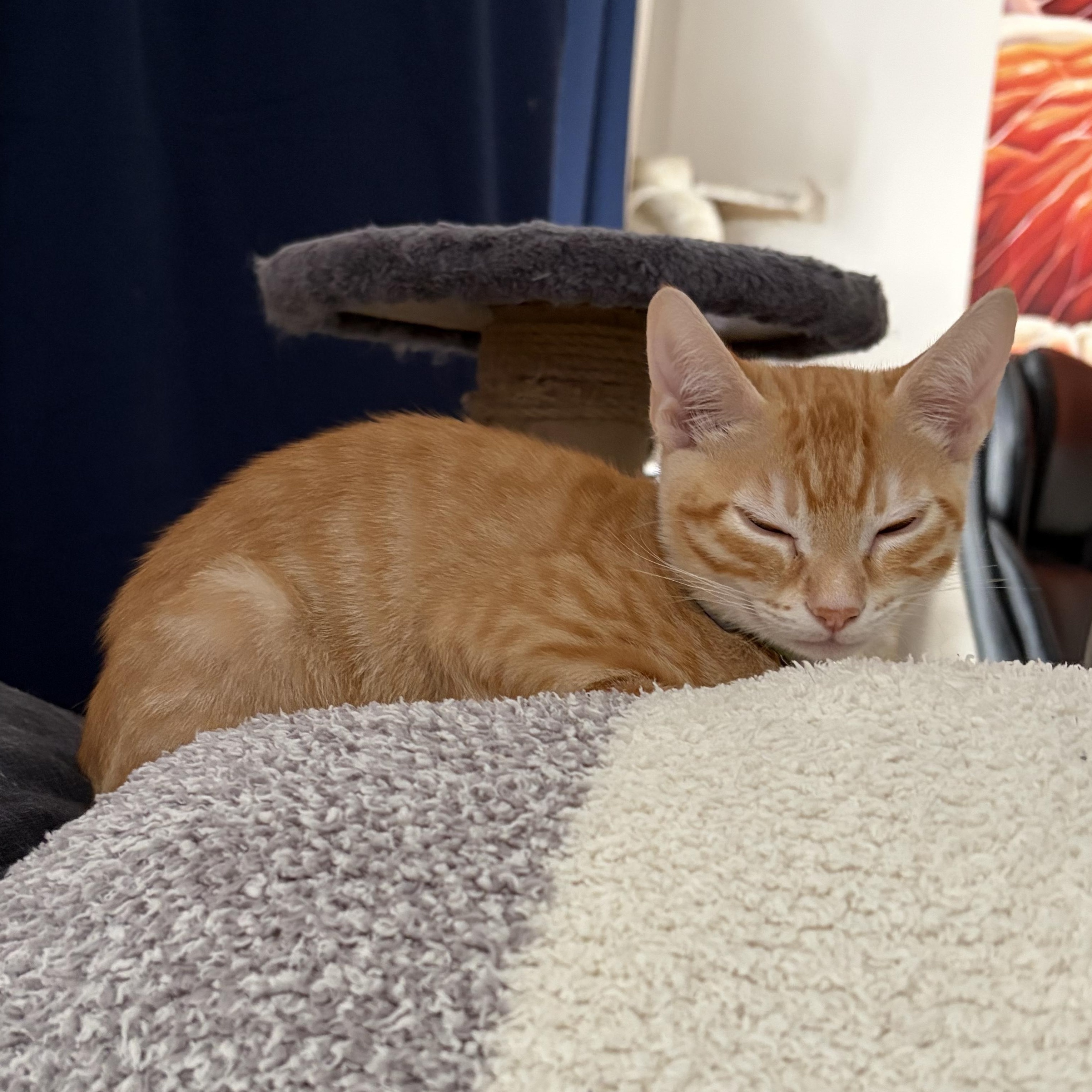 Enlarge Goose (ao), a Adopted Domestic Short Hair in Los Angeles, CA image 6/6