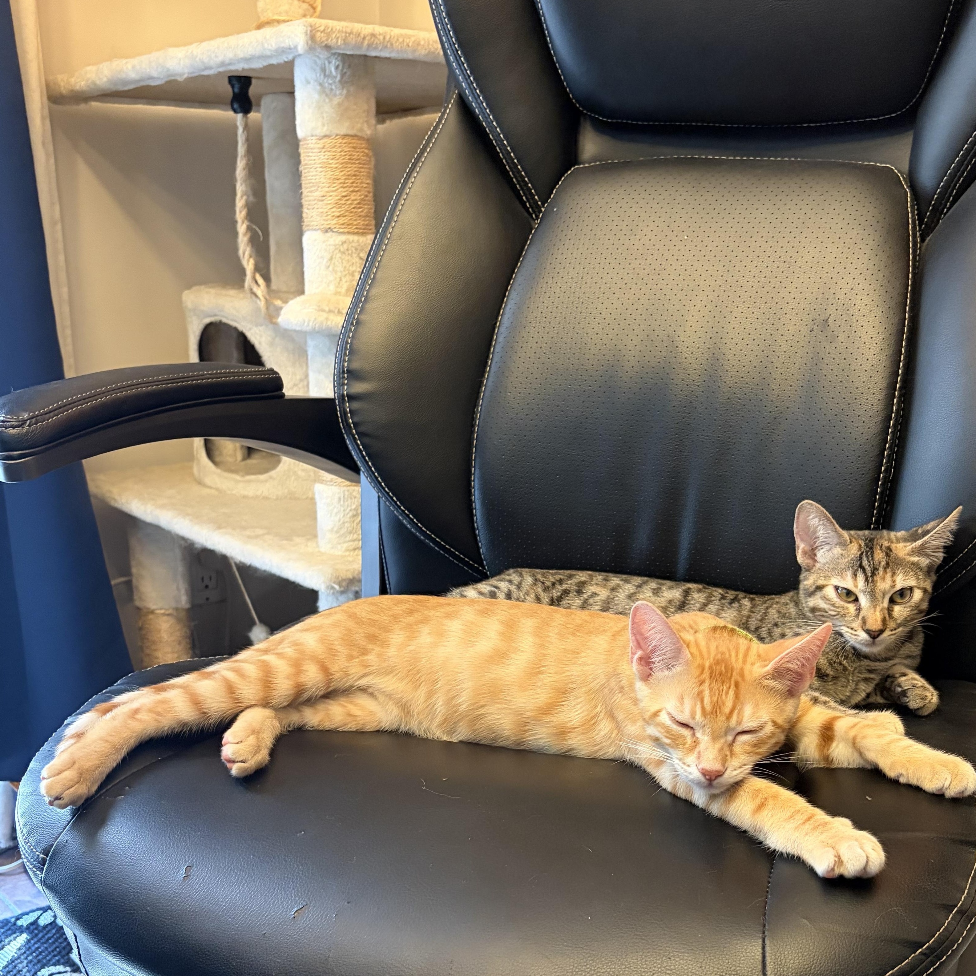 Enlarge Goose (ao), a Adopted Domestic Short Hair in Los Angeles, CA image 3/6