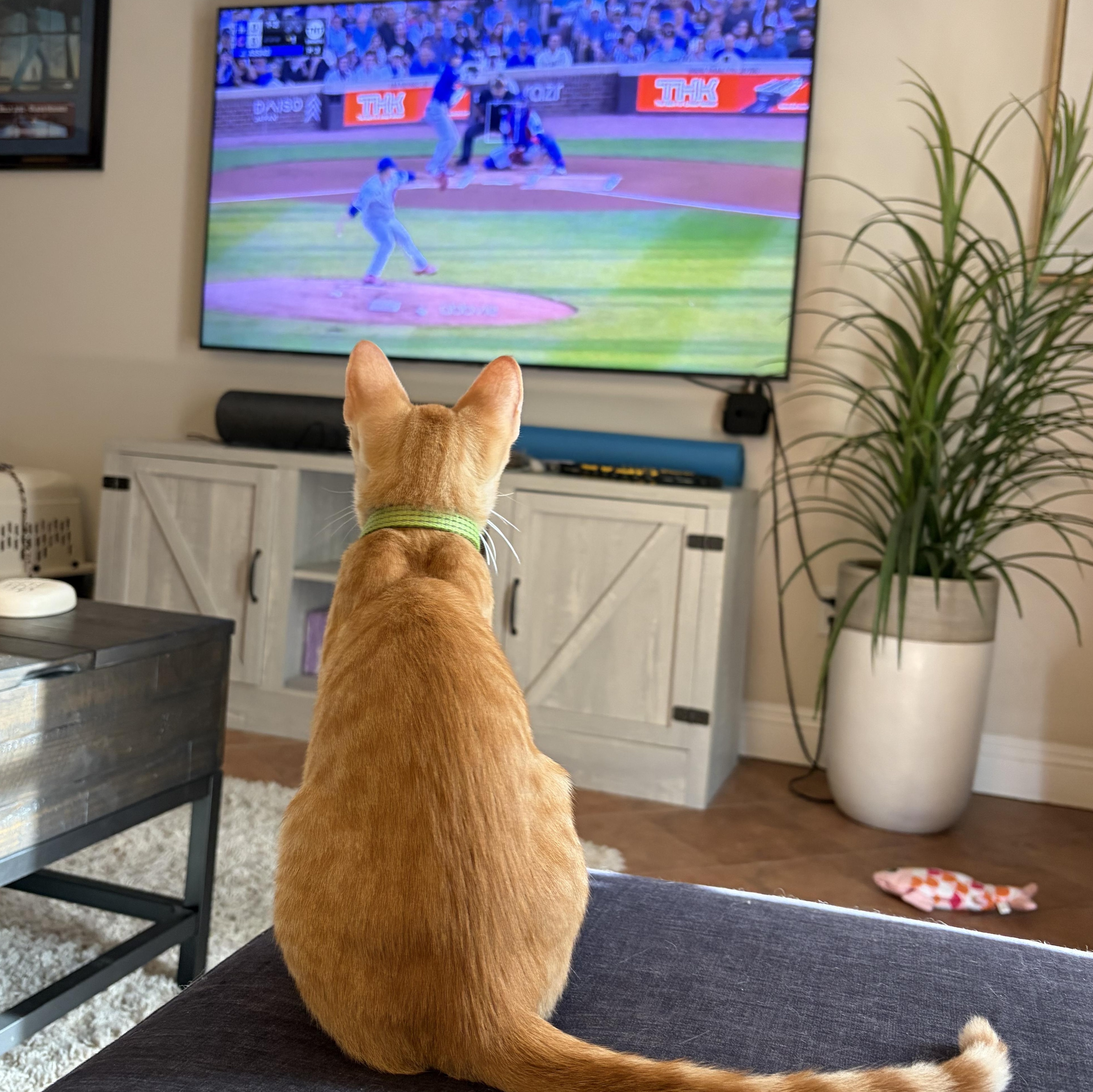 Enlarge Goose (ao), a Adopted Domestic Short Hair in Los Angeles, CA image 4/6