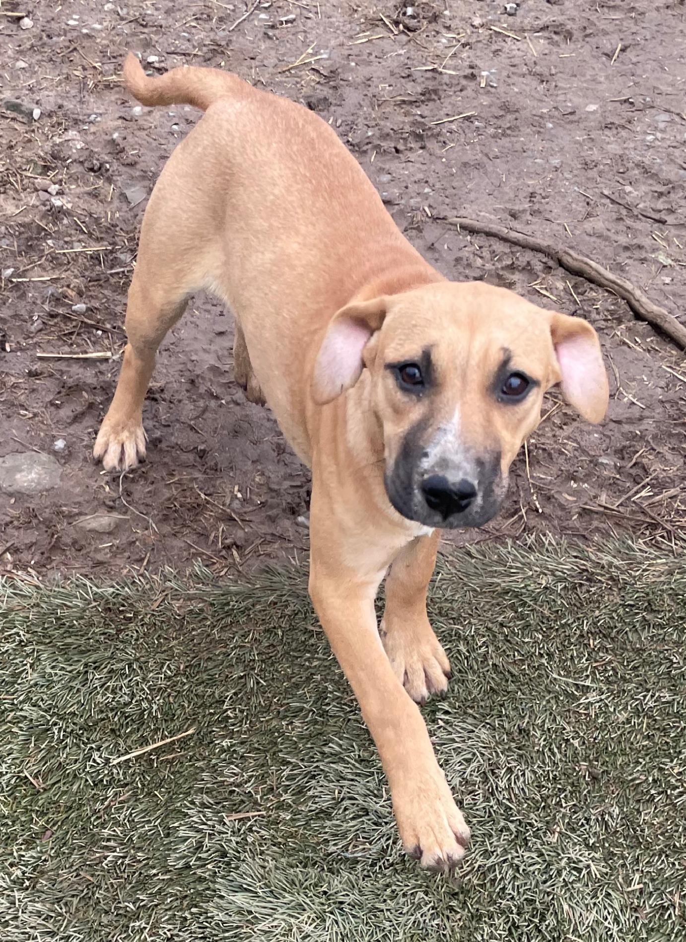 Timber Twinkle — thumbnail 2