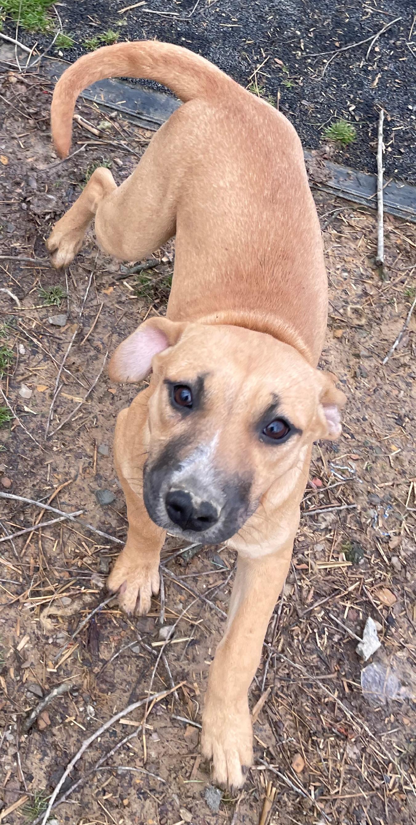 Timber Twinkle — thumbnail 3