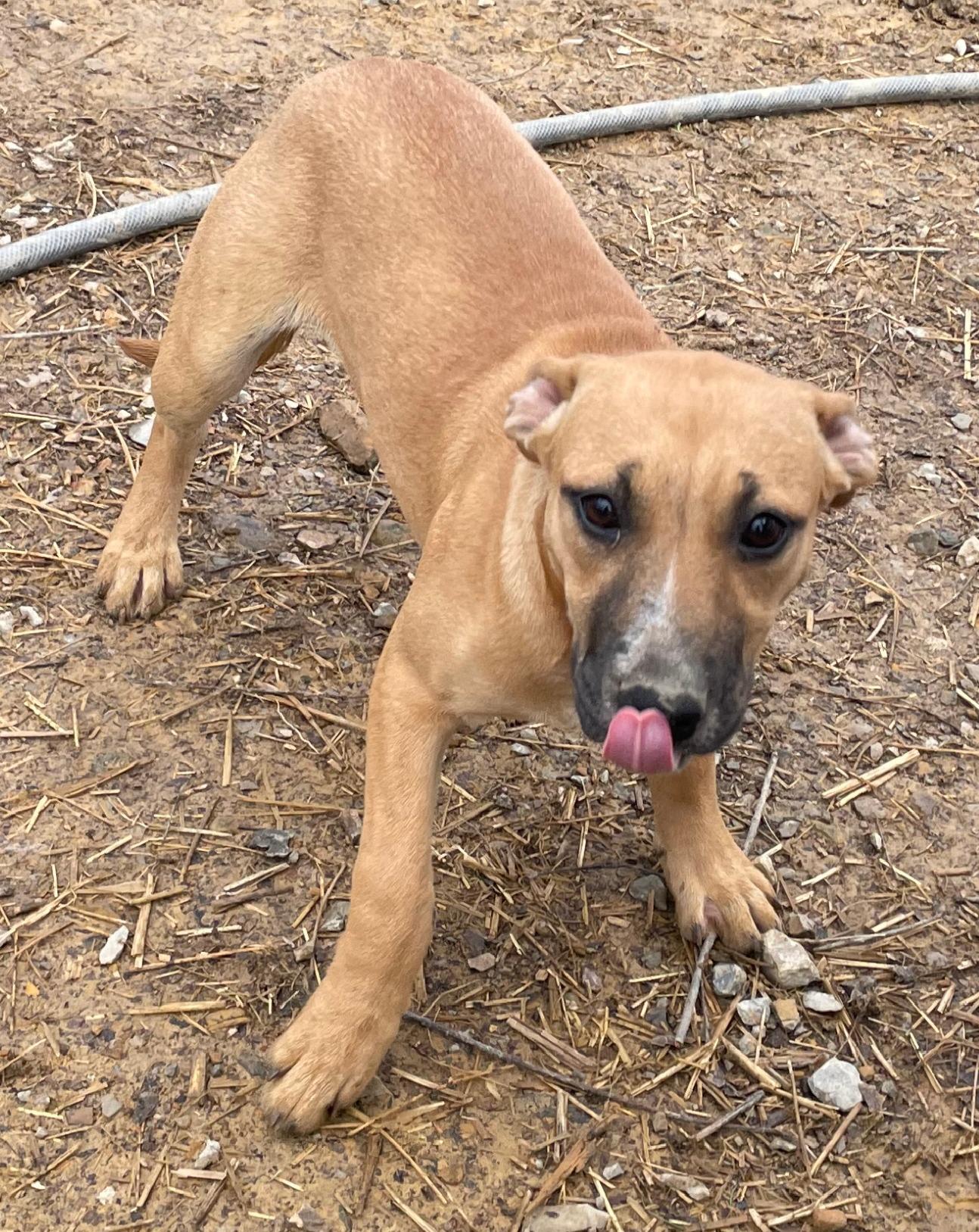 Timber Twinkle — thumbnail 4