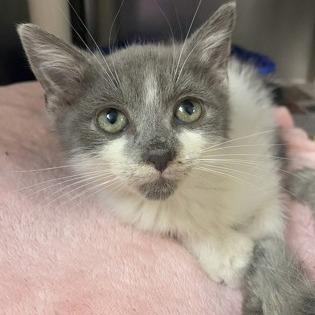 Harry Potter, Adoptable, Young Male Domestic Short Hair.