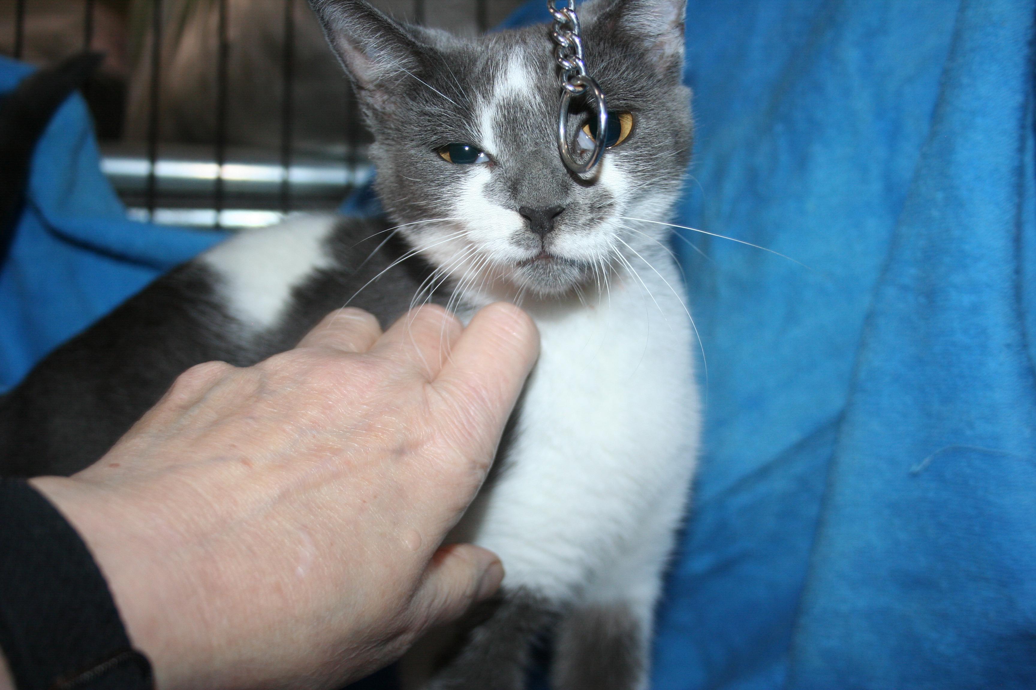 Enlarge Maria - ADOPTION PENDING, an adopted mixed breed in Howell, MI image 4/4