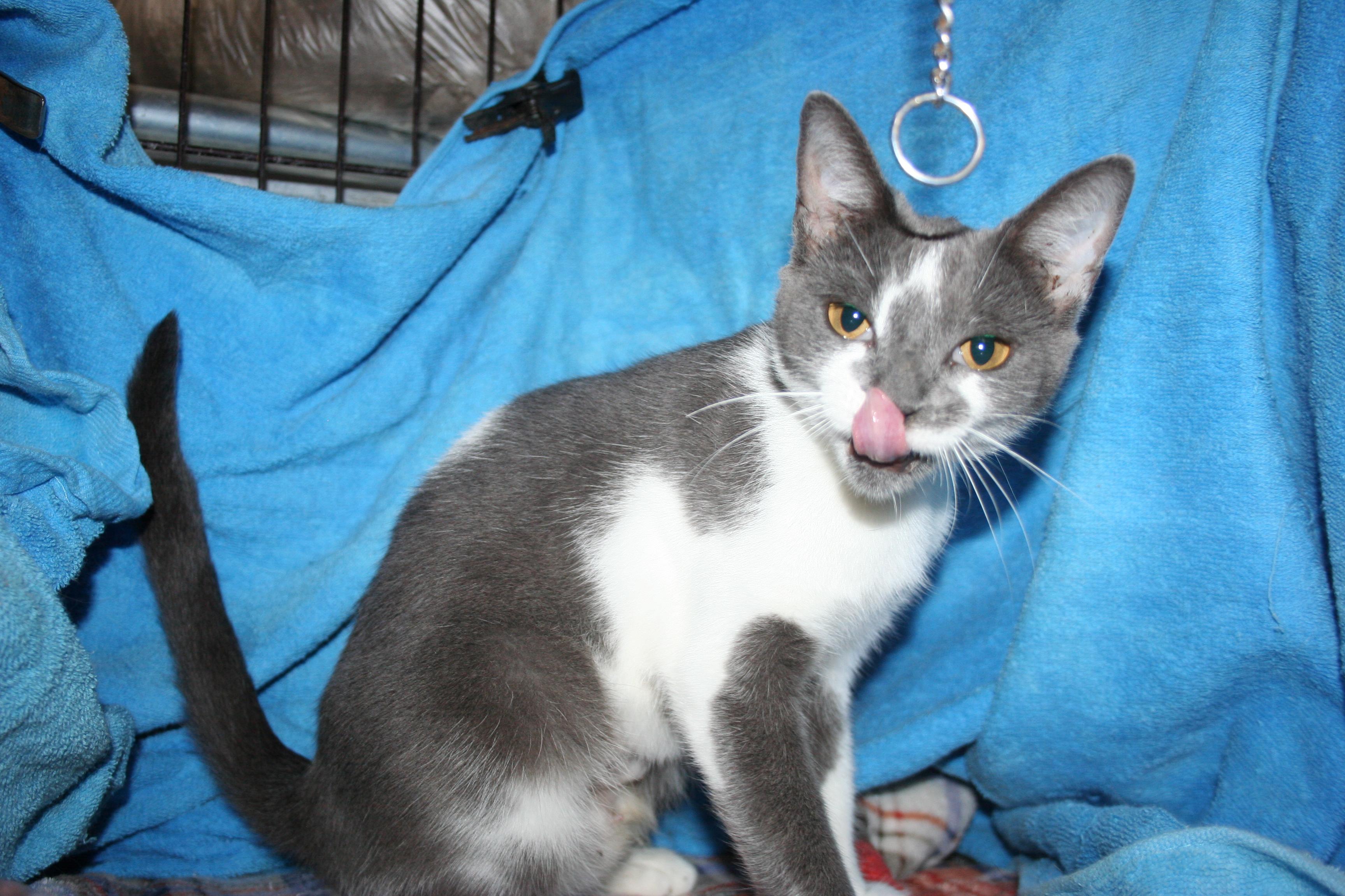 Maria - ADOPTION PENDING, adopted, Young Female Domestic Short Hair.