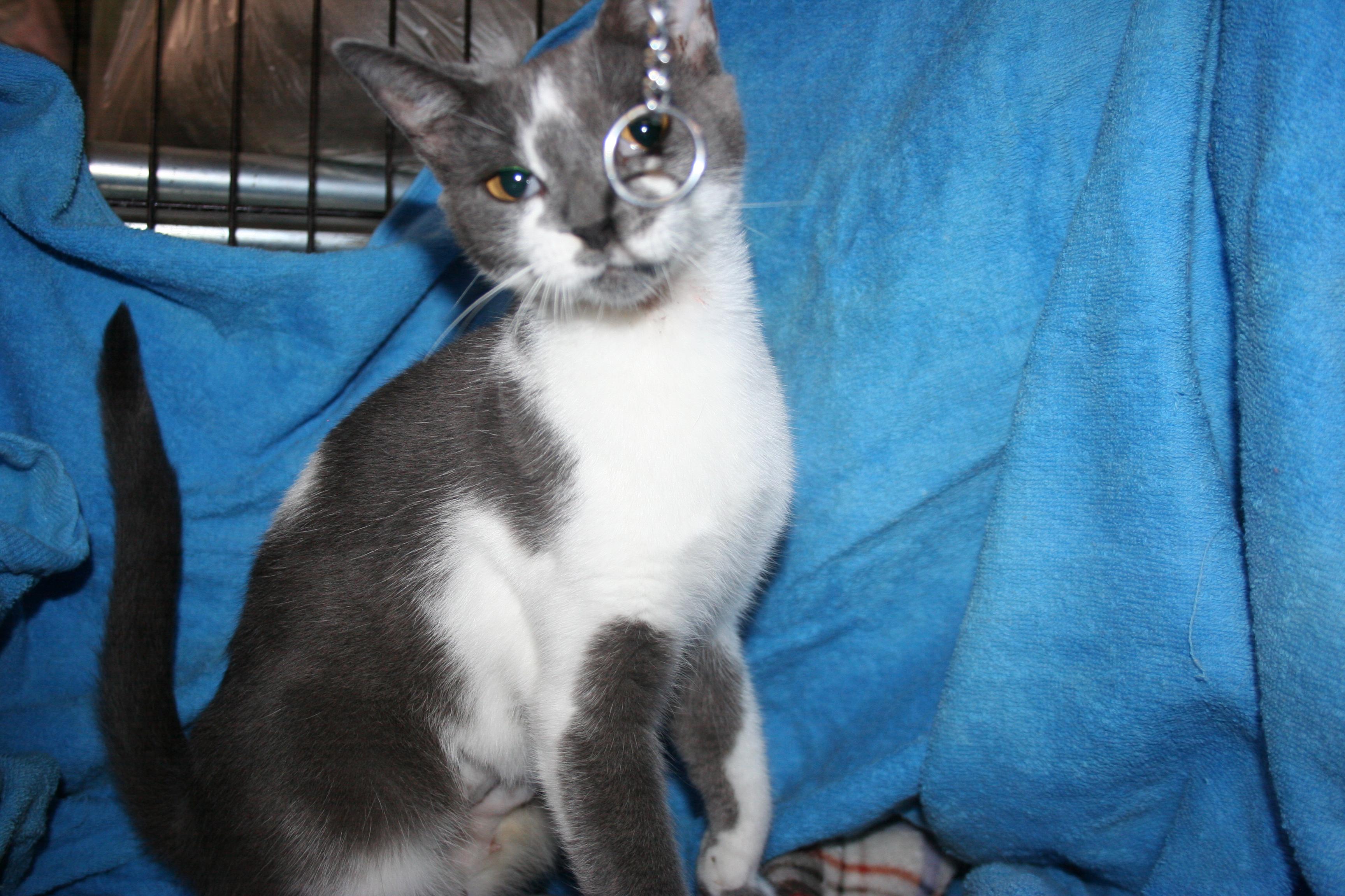Enlarge Maria - ADOPTION PENDING, an adopted mixed breed in Howell, MI image 2/4