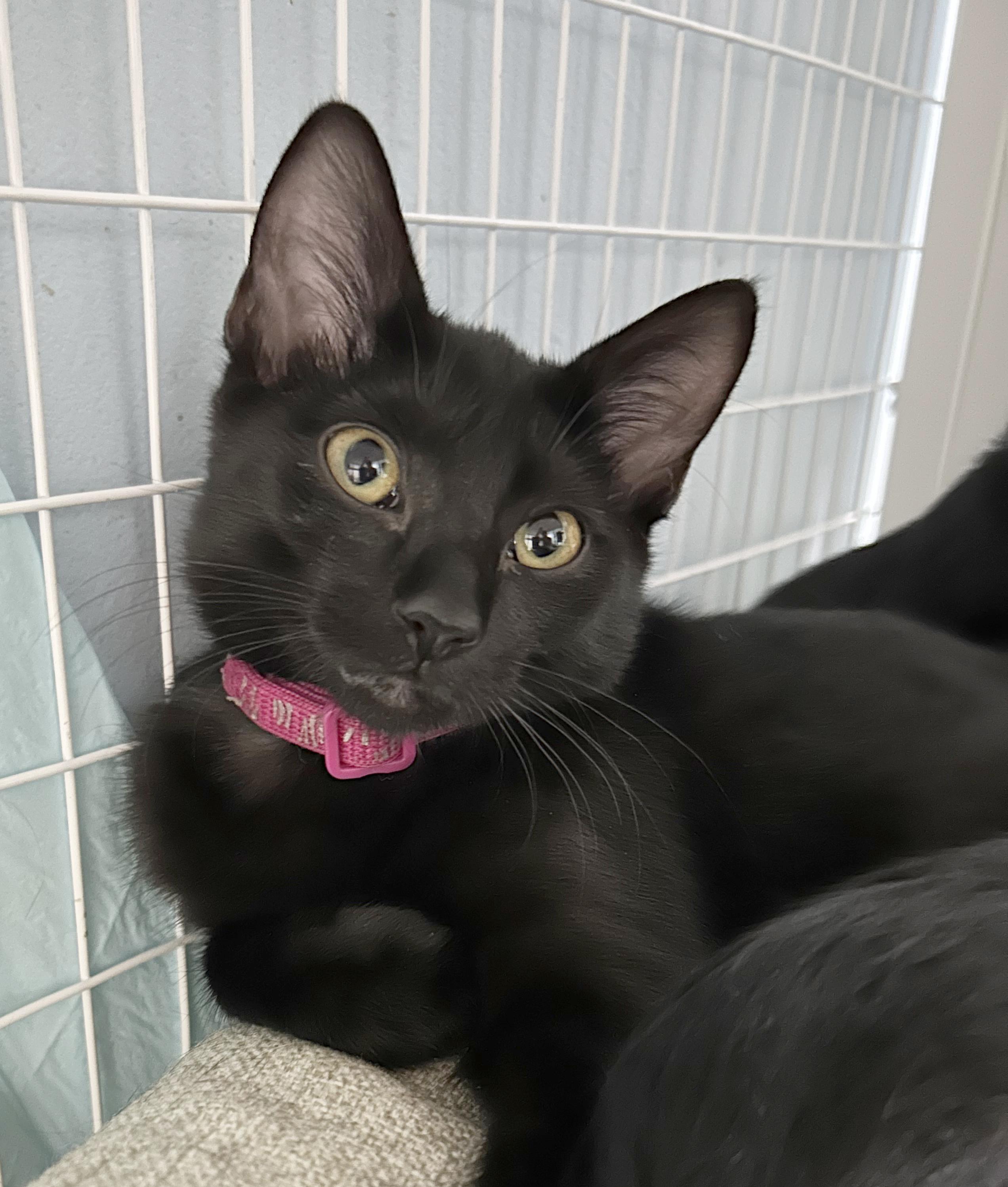 Jenga, a Adoptable Domestic Short Hair in Parkville, MO image 4/6