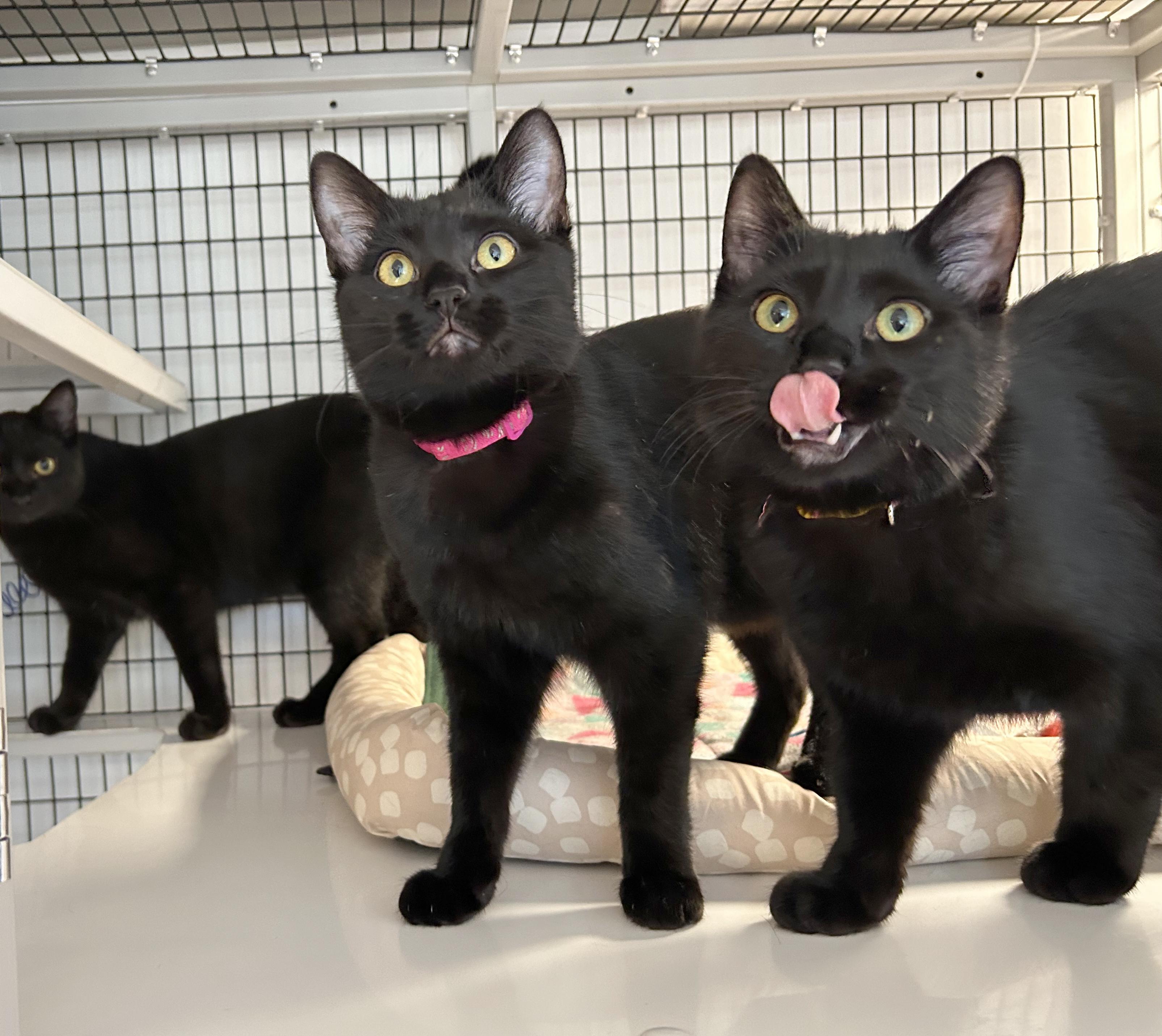 Jenga, a Adoptable Domestic Short Hair in Parkville, MO image 1/6