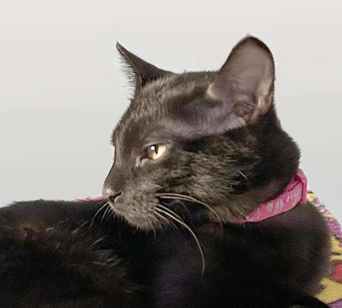 Jenga, a Adoptable Domestic Short Hair in Parkville, MO image 2/6