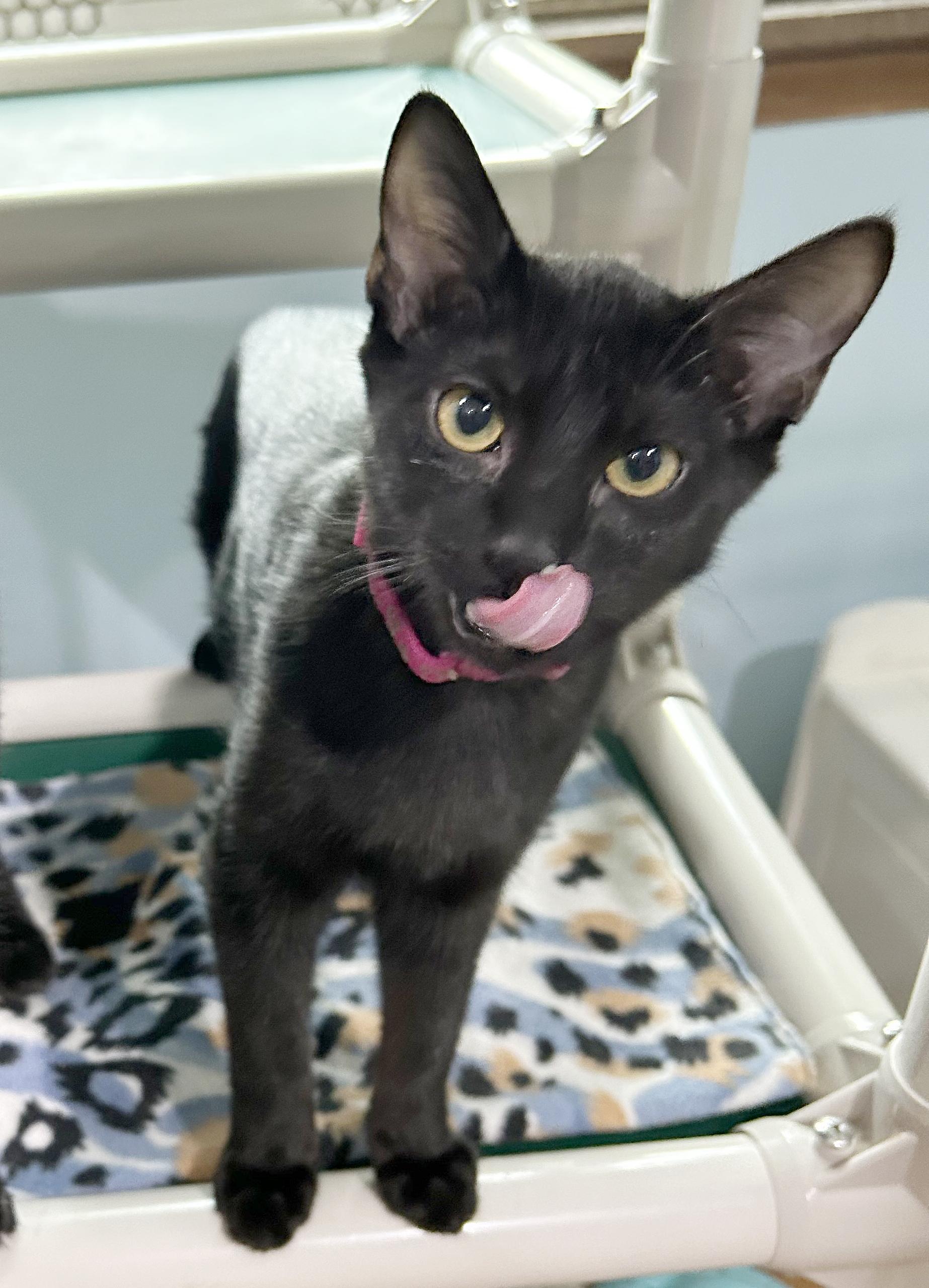 Jenga, a Adoptable Domestic Short Hair in Parkville, MO image 5/6