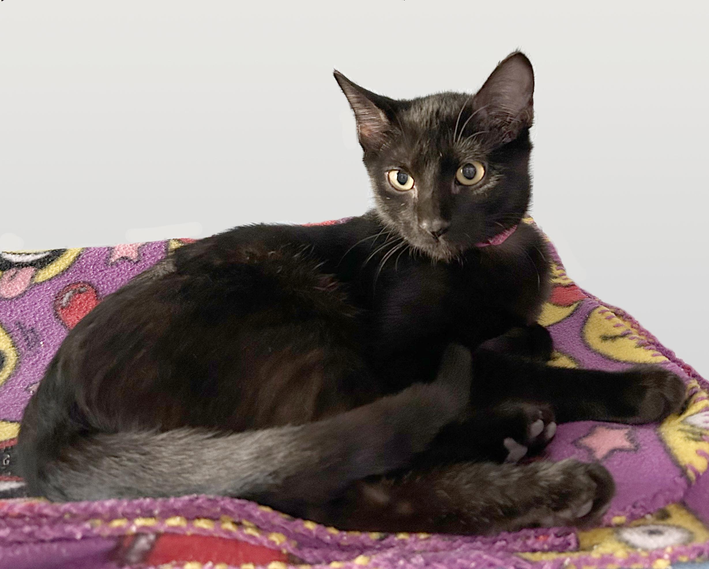 Jenga, a Adoptable Domestic Short Hair in Parkville, MO image 3/6