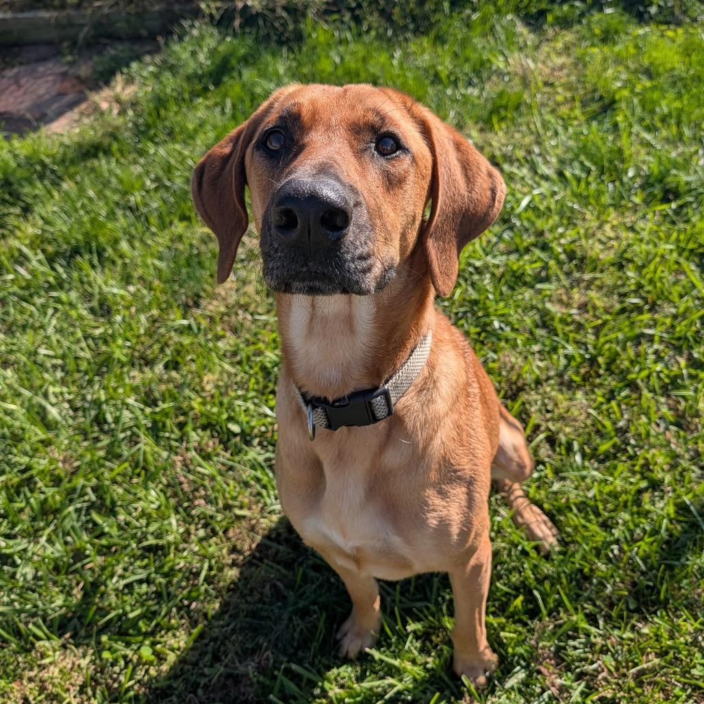 Enlarge Isabella, a Adoptable Coonhound in Jasper, IN image 1/6