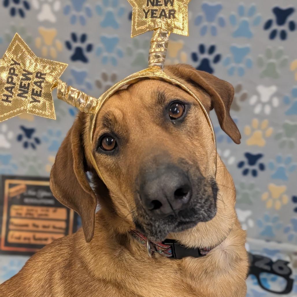 Enlarge Isabella, a Adoptable Coonhound in Jasper, IN image 2/6