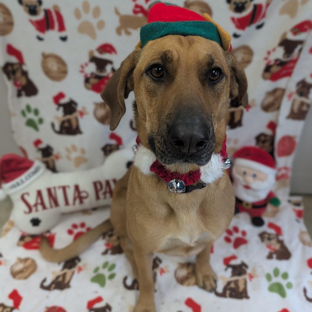 Enlarge Isabella, a Adoptable Coonhound in Jasper, IN image 3/6